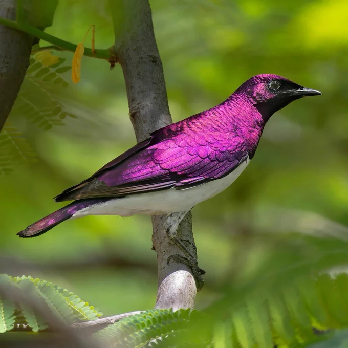 A violet-backed starling with iridescent, almost metallic looking purple feathers