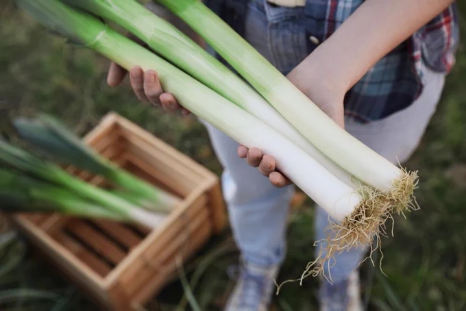 Woman holding fresh raw leeks outdoors, above view