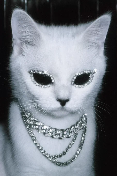 kitten, ojos azules, burmilla, british semi-longhair