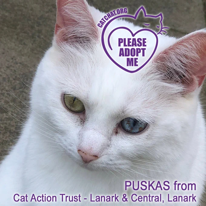 Close-up of Puskas from the Lanarkshire Branch of Cat Action Trust. Puskas is a beautiful short-haired cat, with snow-white fur and one green and one blue eye.

In the top right-hand corner of the image is a heart-shaped line drawing of a cat, enclosing the words “Please Adopt Me”.
