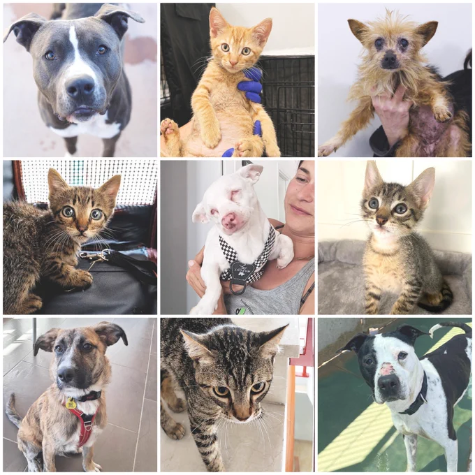 🐶 KAISER, POPPY, NEGRET ara BOWIE, NEKO ara GEKKO BINTANG, BAYRON, DORI

🐱 PILLO ara NIKLAUS, FINN ara MICU, AINSA ara ENA, HUNTER ara SAM, UMA LA CHINA, FITO, IKORA ara BOSCO, LUO, MATCHA ara JIJI, KIWI, MIEL ara NOAH, GINGER ara HAKU, MATE ara SALMO, TIGGY ara NIKA, MICIFU ara TAO