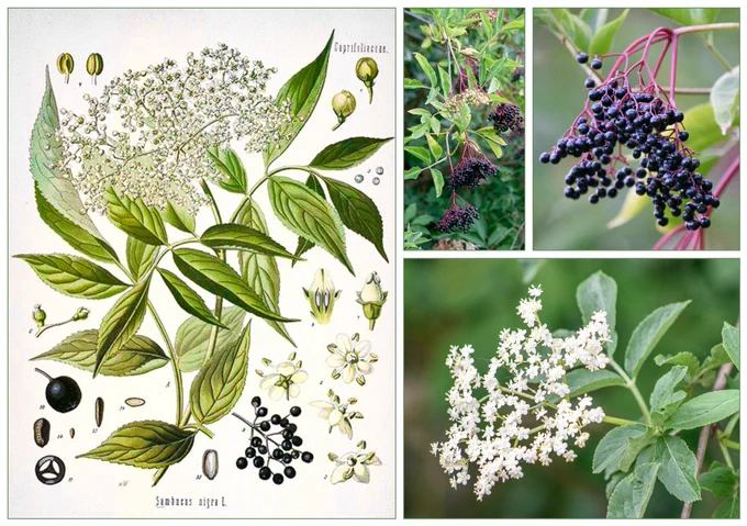 Collage of elder (Sambucus nigra): vintage botanical illustration from Köhler’s Medizinal-Pflanzen showing leaves, flowers, berries and seeds; photographs of drooping clusters of dark purple-black berries on red stems; and a fresh spray of creamy-white elderflowers against soft green foliage.