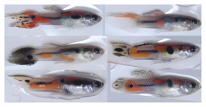 Example of extreme polymorphism in male guppies (𝑃𝑜𝑒𝑐𝑖𝑙𝑖𝑎 𝑟𝑒𝑡𝑖𝑐𝑢𝑙𝑎𝑡𝑎) from one natural population in Trinidad (image kindly provided by K. Hughes).