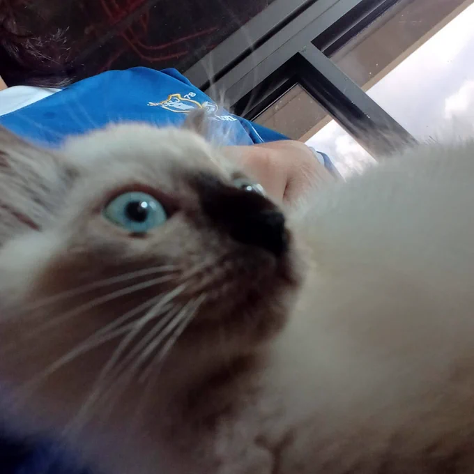 my cat Dusty