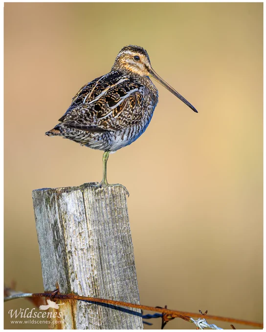 Common snipe perched on a fence post