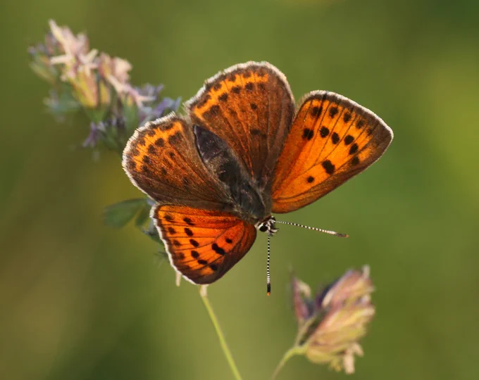 Balkan Copper (Lycaena candens) © Clive Burrows