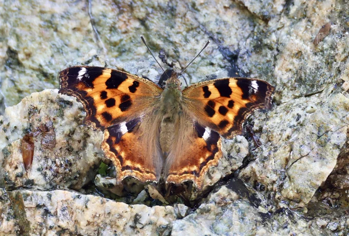 False Comma (Nymphalis vaualbum) © János Oláh 