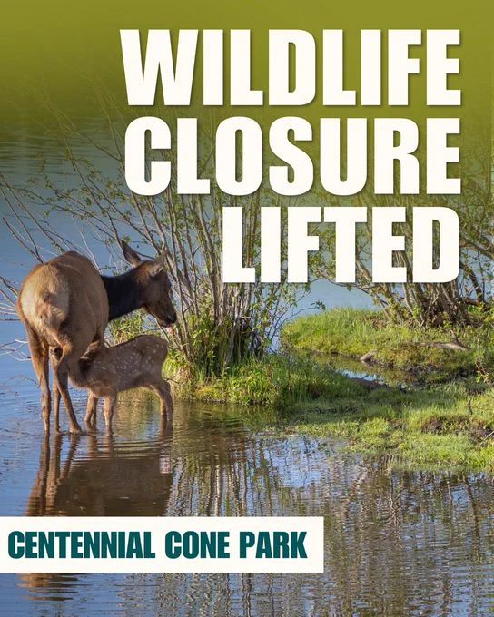 Photo of a baby deer feeding from her mother. Text on the image says "Wildlife Closure Lifted at Centennial Cone Park".