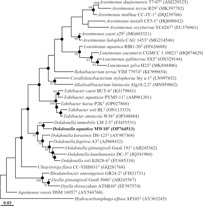 ML phylogenetic tree showing the relationships of strain MW10T and closely related type strains based on 16S rRNA gene sequences.