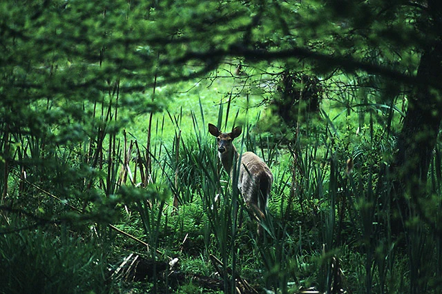 USDA-ARS photo by Steve Ausmus.