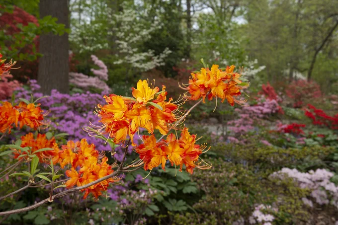 An orange-colored deciduous azalea stands out against the many-colored evergreen azaleas in bloom in the wooded Azalea Collection at the U.S. National Arboretum, Washington, D.C. (Photo by Steve Asumus, USDA-ARS).