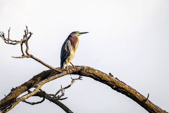 A Green Heron is perched on a bare branch against a plain background. The image captures the simplicity and elegance of nature. Photography by Debra Martz