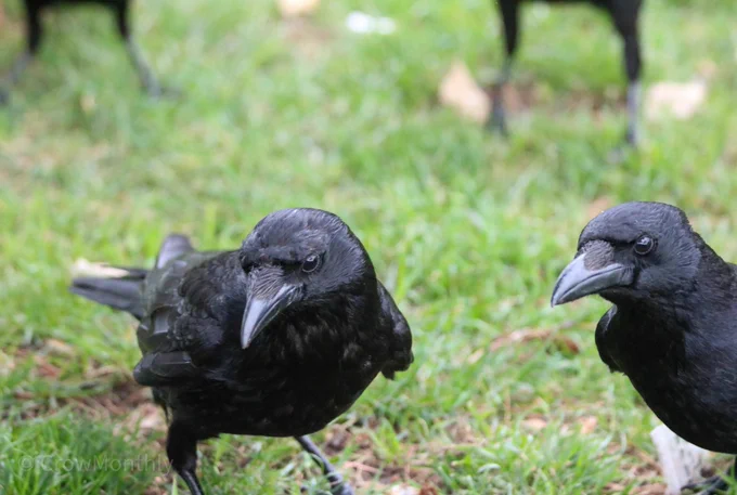 Photo of two crows standing on some grass in a park.  Crow one is mainly in the centre, facing us and looking down to our left. Crow two is leaning into the frame with a slightly cross expression.