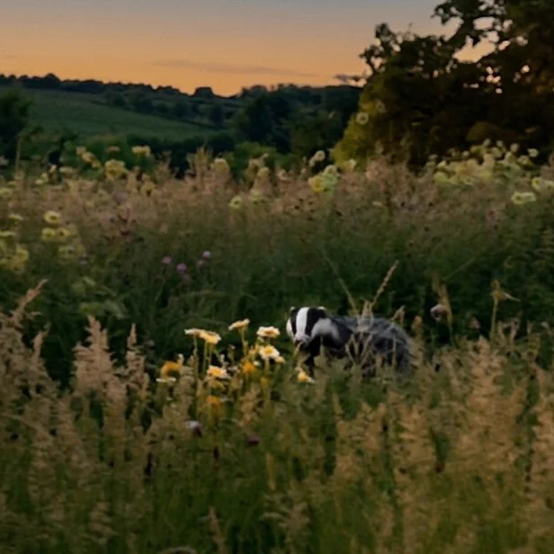A badger amongst tall grass and meadow flowers, lit with the mid summer glow of the sun that set an hour ago.