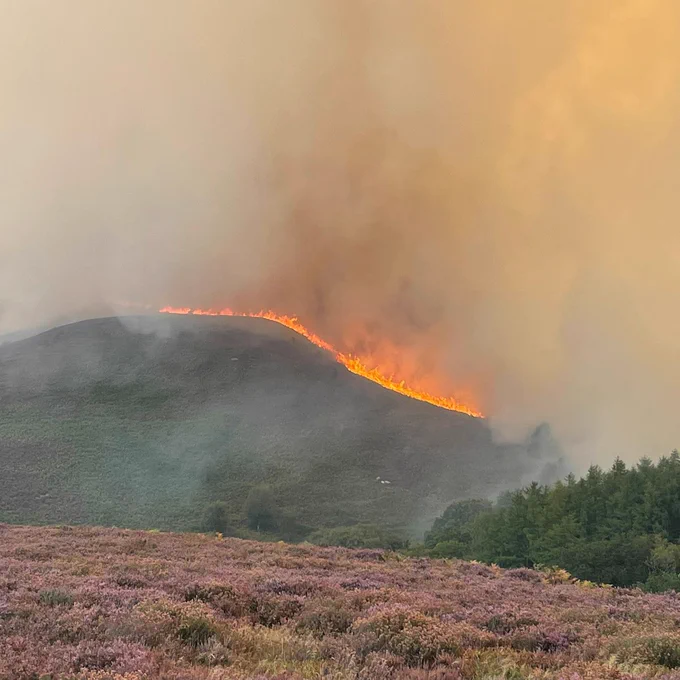 A hillside ablaze with a line of fire and thick orange smoke, with purple heather in the foreground.
