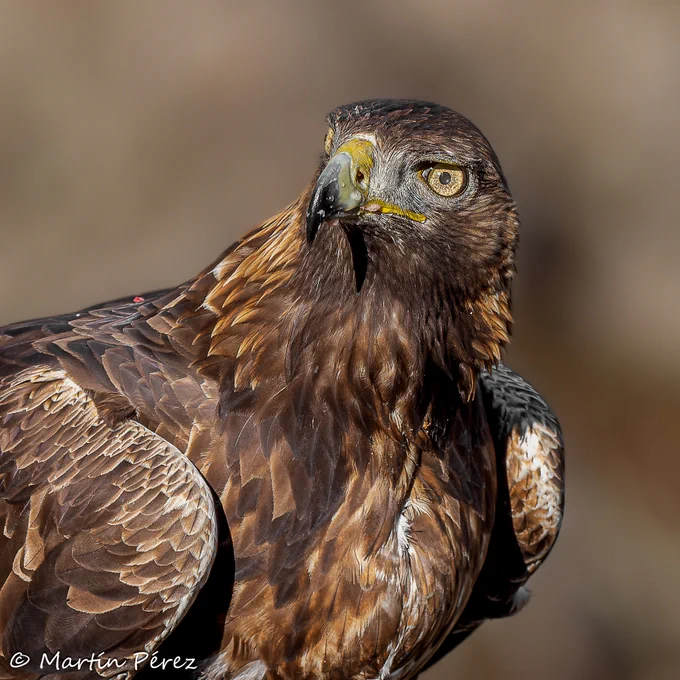 Águila real