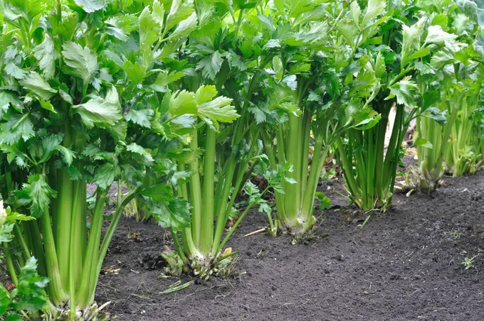 close-up of growing celery in the vegetable garden