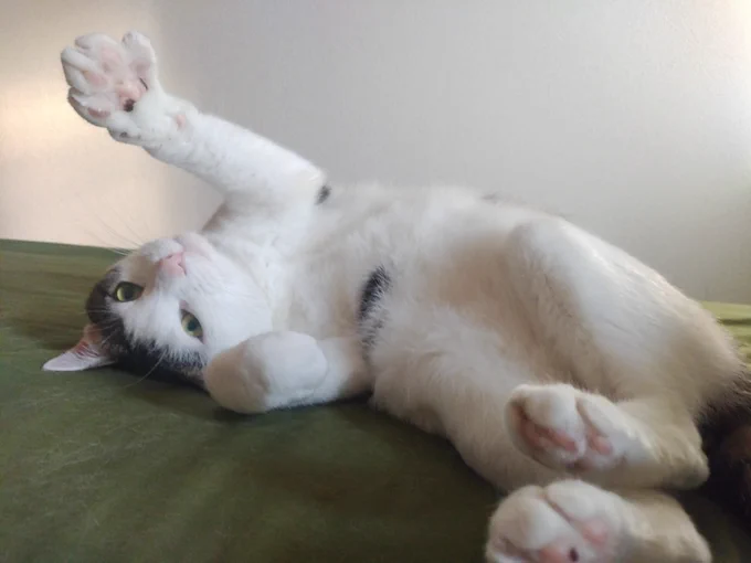 ベッドでごろごろの猫（まめ）