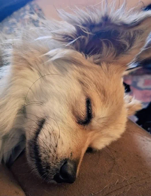 A sleeping fluffy dog