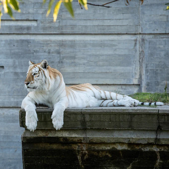 Tiger laying on a rock.