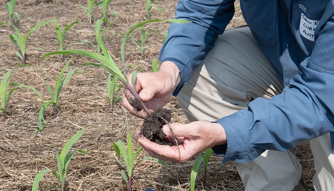 A person wearing a blue shirt is crouching in a field of young corn plants, examining a handful of soil. The ground is covered with dried straw.