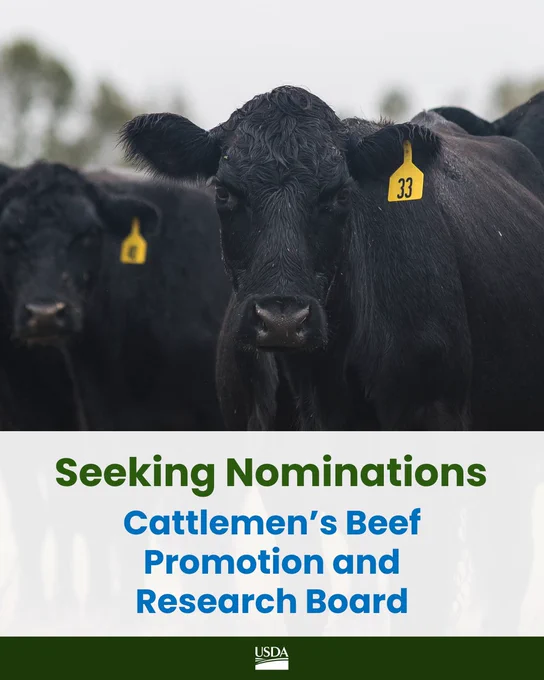 Black cattle with numbered ear tags standing in a field. Text reads, "Seeking Nominations: Cattlemen’s Beef Promotion and Research Board" with a USDA logo at the bottom.