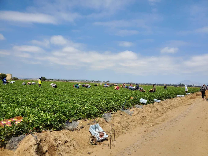 Workers harvesting strawberries