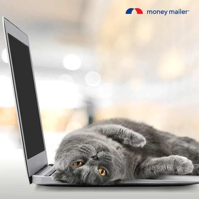 Gray British Shorthair cat lying upside down on an open laptop keyboard with amber eyes looking at the camera.