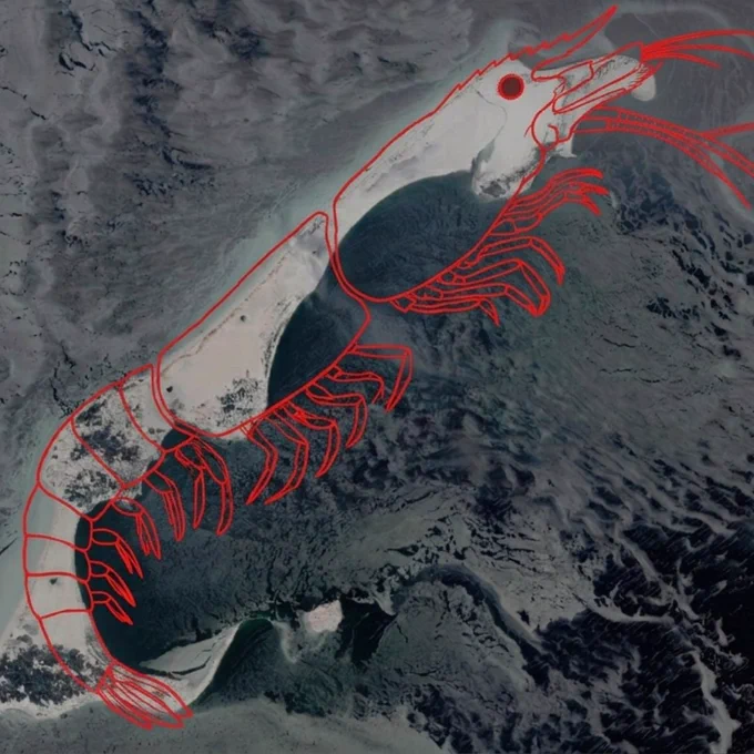 Satellite view of a long, curved sandy island surrounded by dark water and ice patterns, resembling the shape of a shrimp. There’s a bright red line drawing superimposed over it to clearly outline the anatomy of a shrimp, including its legs, antennae, and an eye.