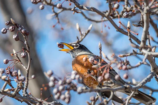 Close-up of an American Robin surrounded by some small limbs and berries of a Bradford Pear tree with one berry about to land in its open beak.  Photography by Debra Martz