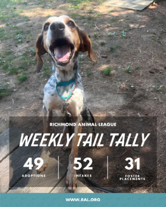 Smiling leashed dog in yard with overlay showing Richmond Animal League weekly tail tally: 49 adoptions, 52 intakes, 31 fosters. www.ral.org