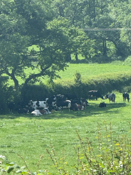 Holstein cows in shade