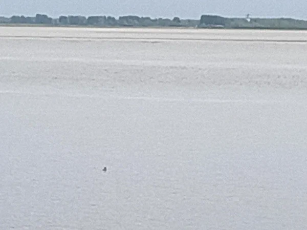 A seal looking tiny in the Pas de Calais