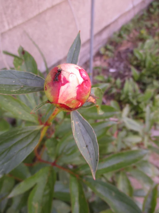 Ant climbing on a peony bud