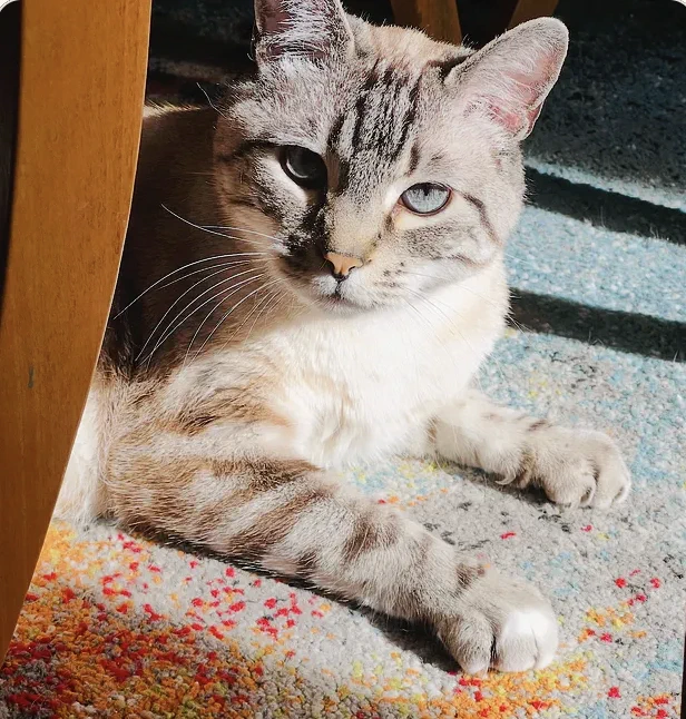🐈 10 Writing Lessons I Learned from My Cat (And Why They Work) by @BadRedheadMedia via @Substack (FREE): https://geni.us/CatWritingLessons

Pets are masters of mindfulness. Cats in particular act like they’ve figured out life and are just waiting for their human servants to catch up already, geez.