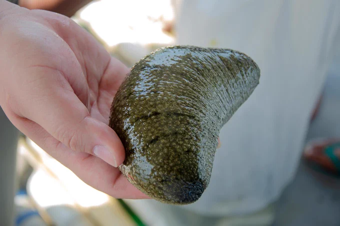 Detached sea cucumber tissue was found to survive and keep regenerating for years in ordinary seawater. The discovery highlights a remarkable regenerative ability that could help scientists better understand tissue repair and regrowth. Credit: Shutterstock
