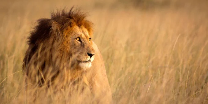 A lion with a mane rests in tall golden grass, gazing to the side under a warm, natural light.
