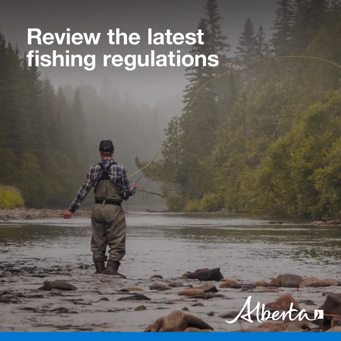 image depicts an angler fishing in a shallow mountain stream. Text reads Review the latest fishing regulations with the white Alberta logo in the bottom right corner.