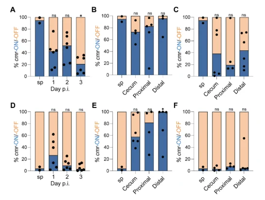 Orientation of the cmr switch in tissue-associated C. difficile during early stages of infection. 