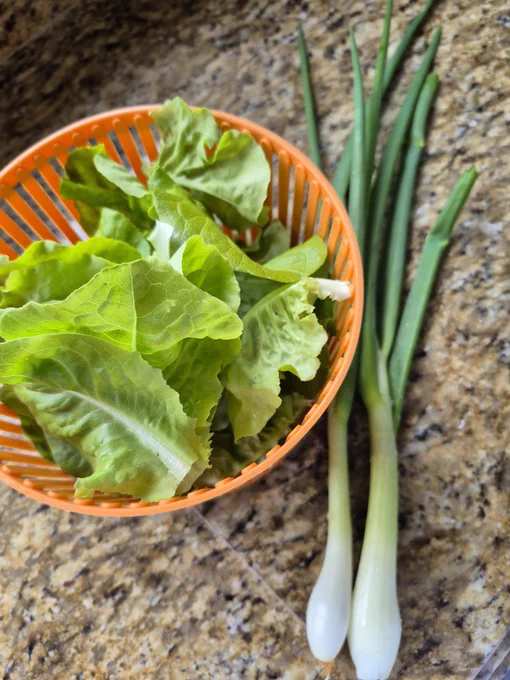 Home grown lettuce and sçallions