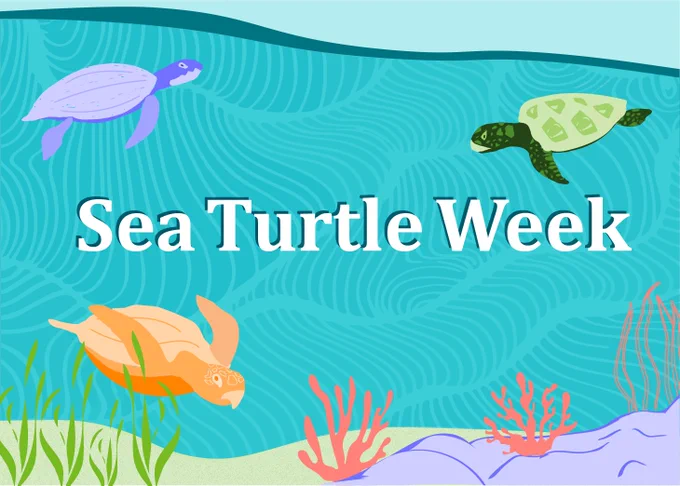 Colorful illustration featuring three sea turtles swimming in an ocean setting, with the text "Sea Turtle Week" centered in the middle. The water is blue with a wavy pattern, and there are red, orange, and green sea plants at the bottom.