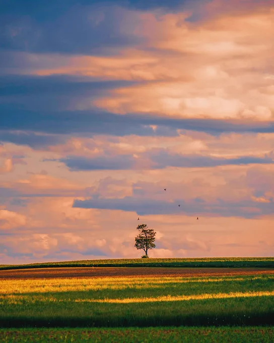 A lone tree standing in the middle of a grassy field at dusk, with a blue and pink cloud-filled sky behind it.