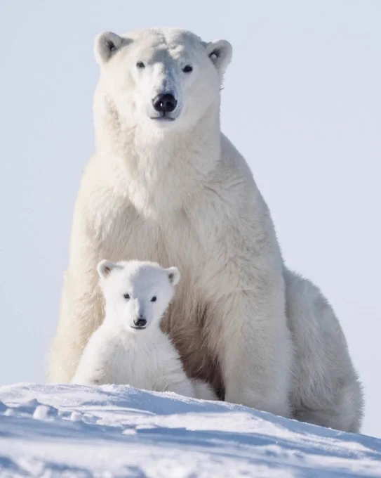 A mother and baby polar bear sitting together in the snow.