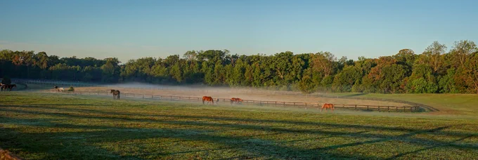 Horses grazing peacefully in a wide, green pasture with morning mist and a backdrop of dense trees under a clear sky.