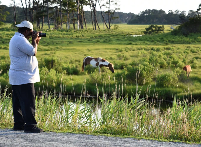 Photographer in white shirt and cap capturing images of horses grazing in a lush green field near a water body.