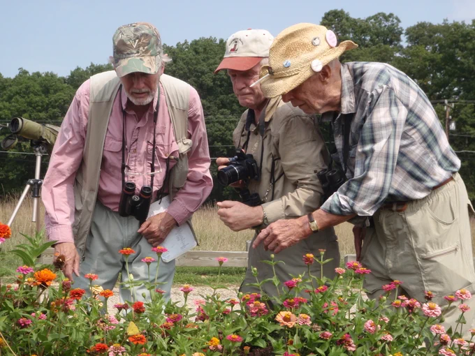 Three elderly men closely examining colorful flowers in a garden on a sunny day, equipped with binoculars and a camera for nature observation.
