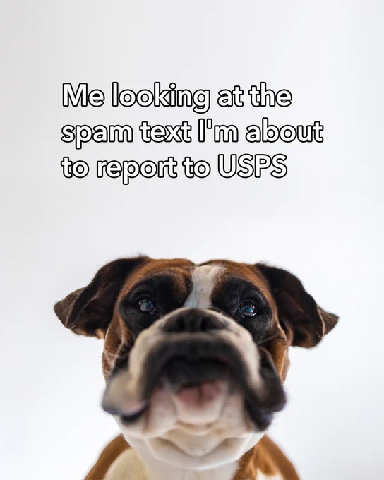 The image shows a dog on a white background with the text “Me looking at the spam text I’m about to report to USPS.”