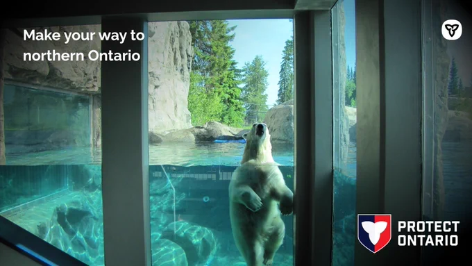 Shareable copy: Make your way to northern Ontario

Alt text: Polar bear in water at the Cochrane Polar Bear Habitat.