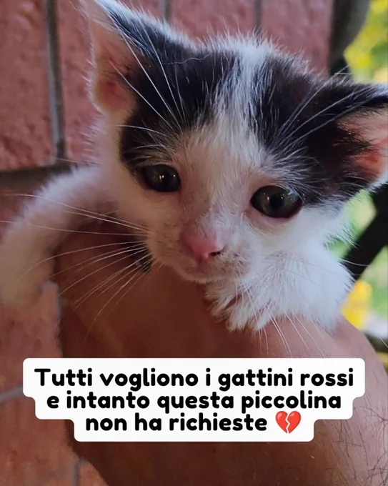 gatto gatta gatti micio micia mici gattino gattina gattini adottare adozione adotta affidamento affidare animale animali animalista animalisti felino felini volontario volontariato sfortunato bisognoso randagio randagi randagismo strada gattile rifugio