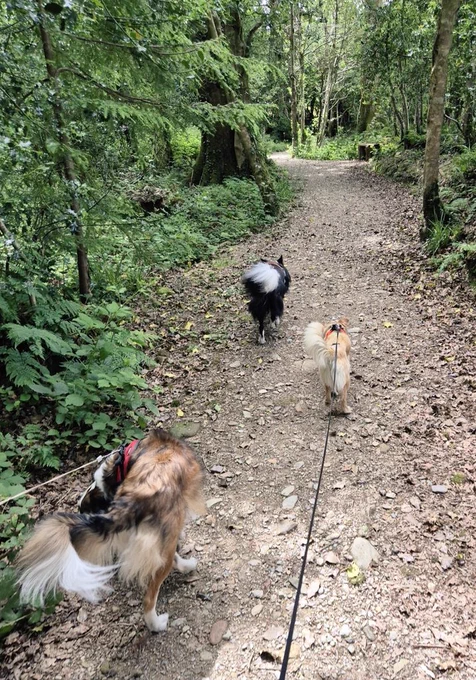 3 dogs walking in a forest.